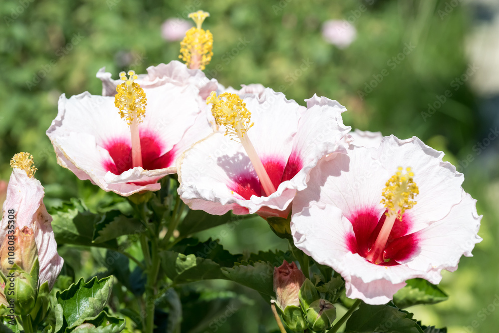 Beautiful Chinese Hibiscus flowers in the park. Beautiful Chinese Hibiscus flowers in the park.