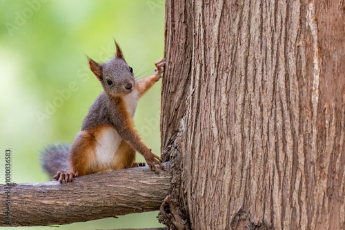 Funny brown squirrel sitting on a branch