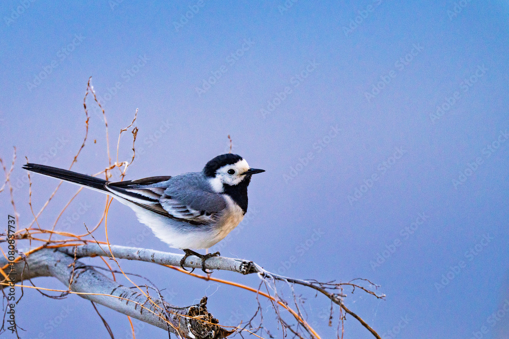 Photos of wagtails in the golden hour Photos of wagtails in the golden hour