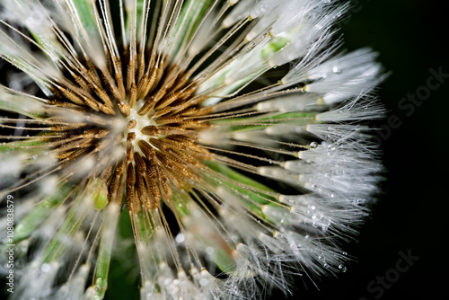 The white cap of the dandelion head