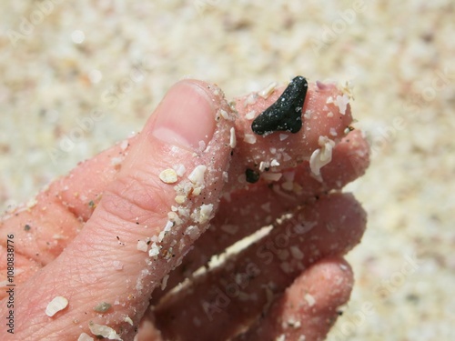 Found Shark Tooth on Sandy Florida Beach photo