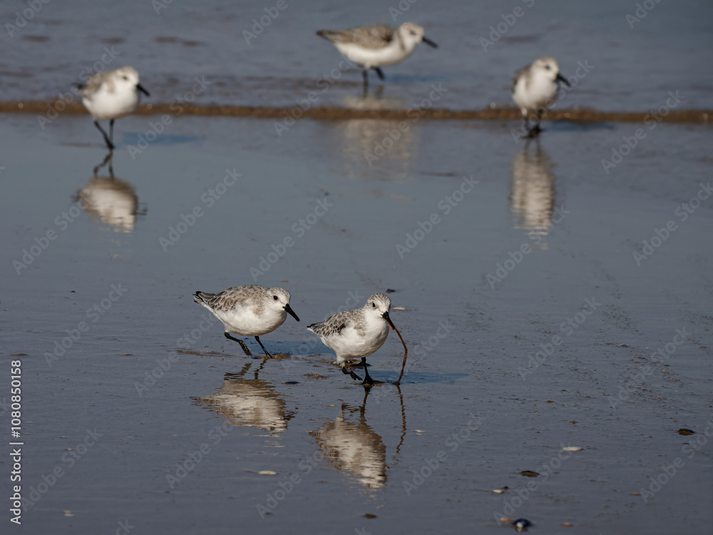 Sanderling running away with a freshly caught worm Sanderling running away with a freshly caught worm