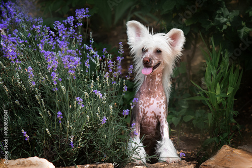 chinese crested dog beautiful portrait of a puppy sitting near a lavender bush