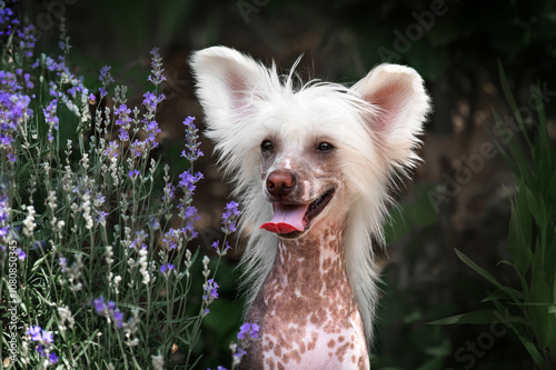 chinese crested dog beautiful portrait of a puppy sitting near a lavender bush photo