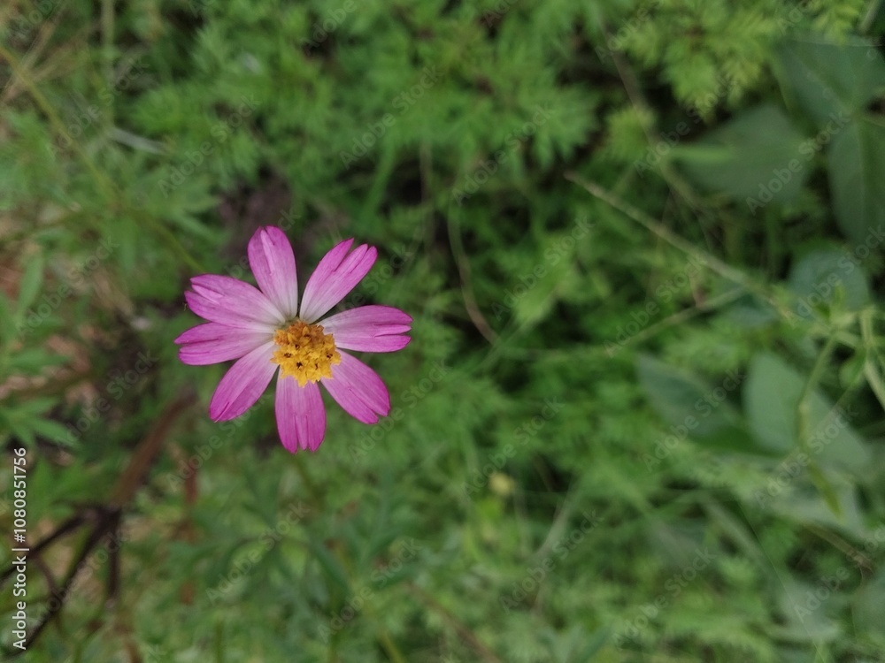flowers with blur background for background or wallpaper. kenikir flower flowers with blur background for background or wallpaper. kenikir flower