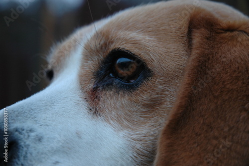 portrait of a dog in the park - 2 photo