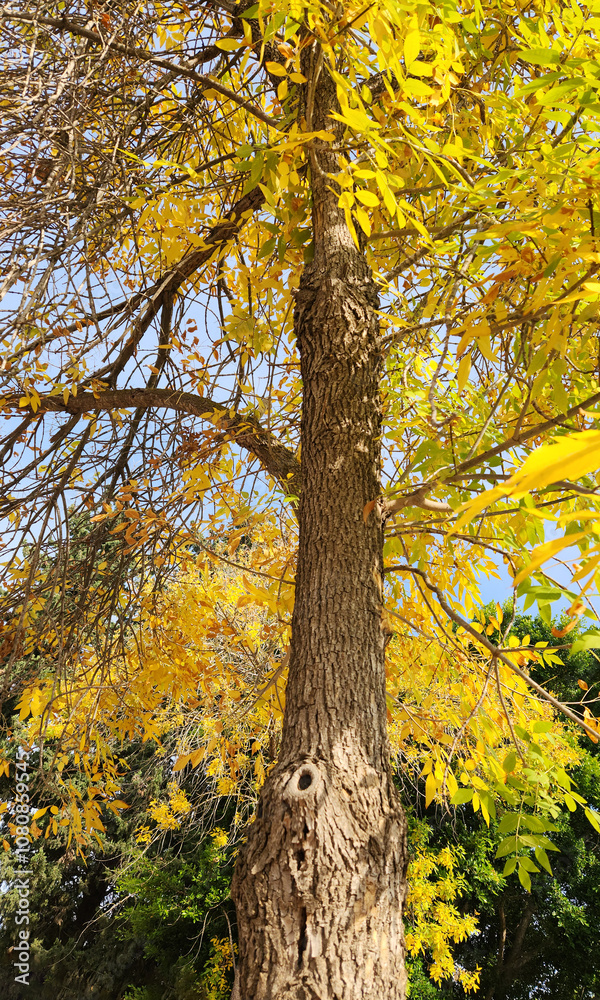 Tree of green ash or Red ash (Fraxinus) in autumn Tree of green ash or Red ash (Fraxinus) in autumn