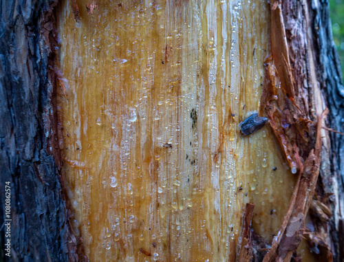 The texture of the wood of a pine trunk with drops of resin on the damaged surface. The bark covers the edges of the tree trunk. photo