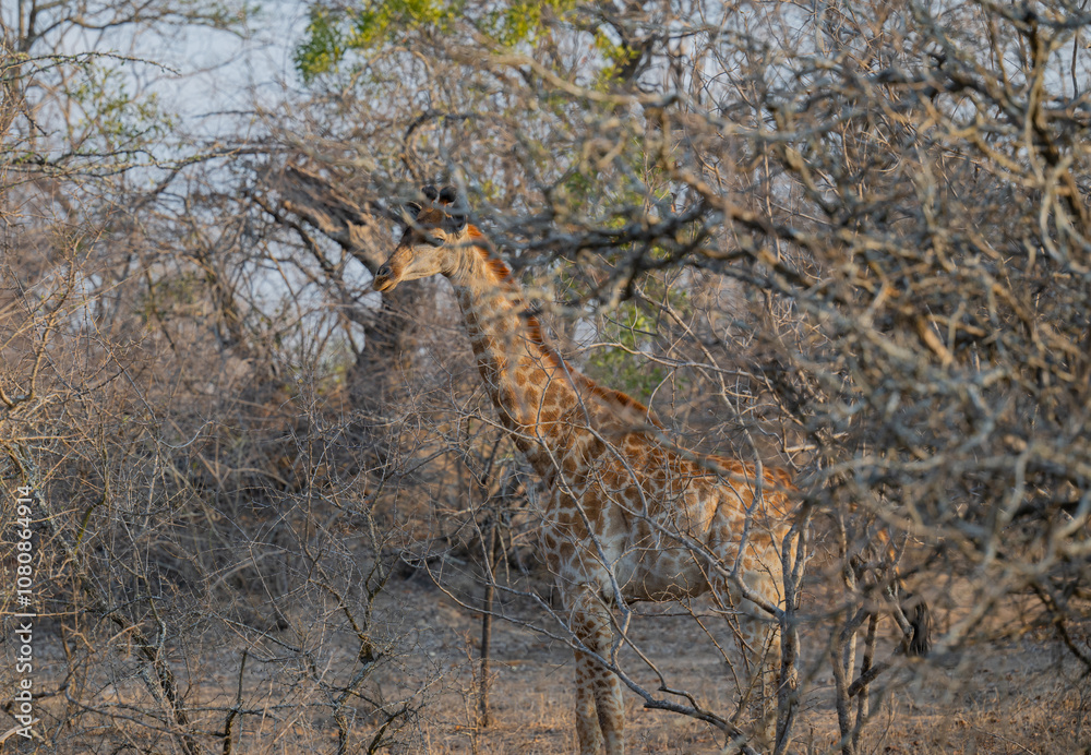 Afrikanische Tiere Giraffen Jungtier im Krüger National Park - Kruger Nationalpark Südafrika