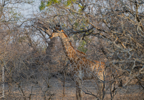 Obraz na płótnie Afrikanische Tiere Giraffen Jungtier im Krüger National Park - Kruger Nationalpark Südafrika w salonie
