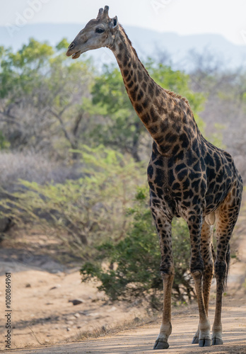 Obraz na płótnie Afrikanische Tiere Giraffe im Busch vom Krüger National Park - Kruger Nationalpark Südafrika w salonie