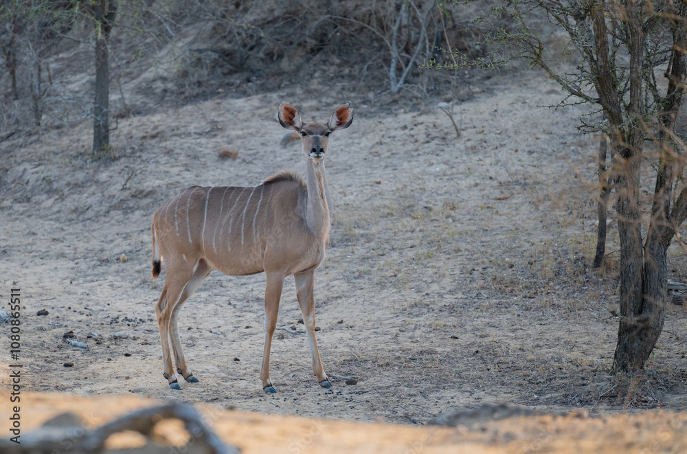 Afrikanische Tiere Weiblicher groß Kudu im Krüger National Park - Kruger Nationalpark Südafrika