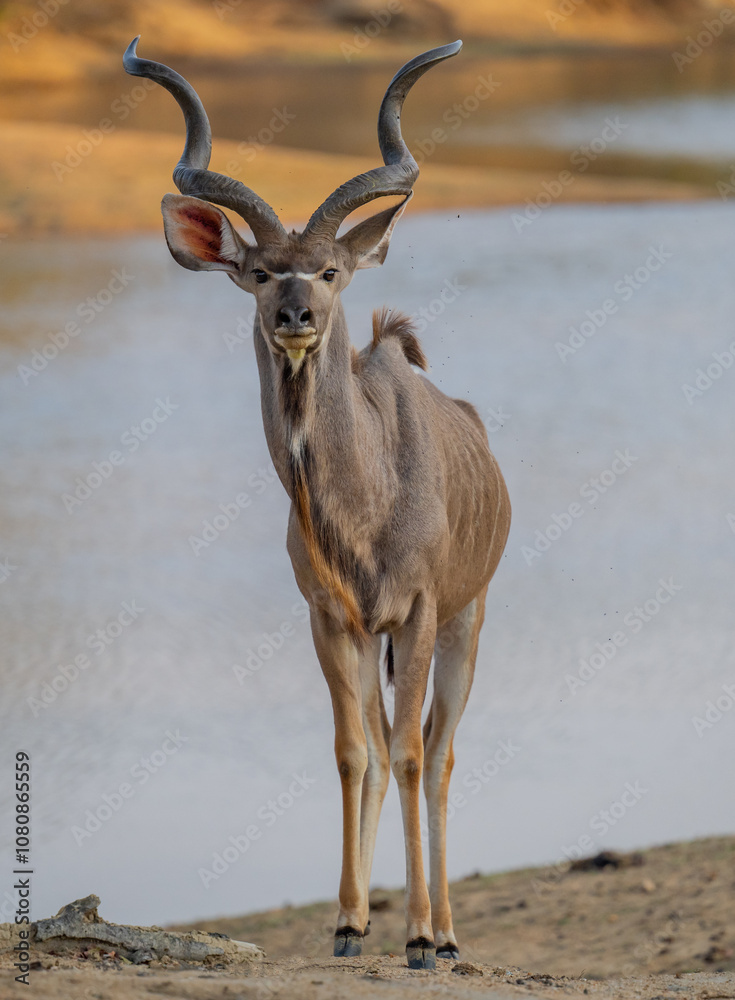 Afrikanische Tiere Männlicher groß Kudu Strepsiceros im Krüger National Park - Kruger Nationalpark Südafrika
