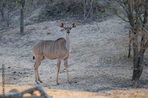 Obraz na płótnie Afrikanische Tiere Weiblicher groß Kudu im Krüger National Park - Kruger Nationalpark Südafrika w salonie