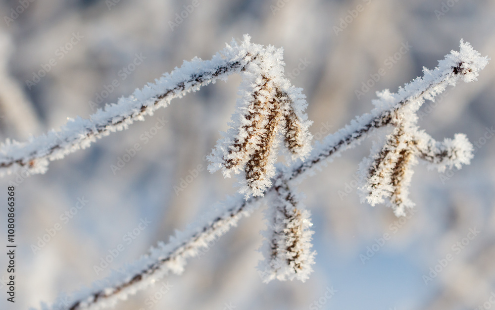A branch covered in snow and frost, with a few leaves still visible A branch covered in snow and frost, with a few leaves still visible