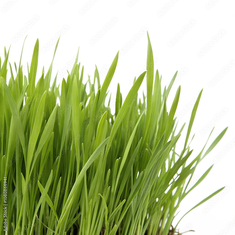 green grass isolated on white background green grass isolated on white background
