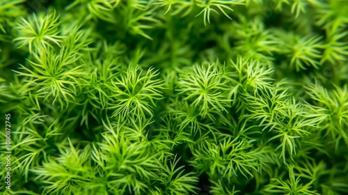 Close-Up of Lush Green Leaves: A Natural Texture