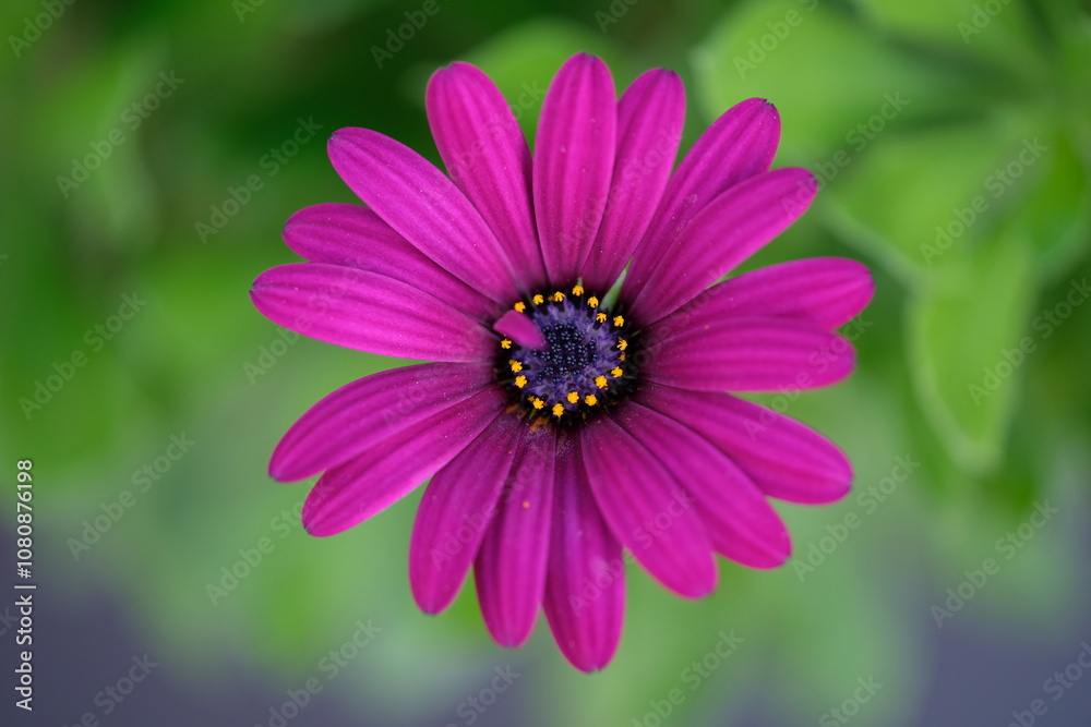 Macro shot of a lilac daisy Macro shot of a lilac daisy