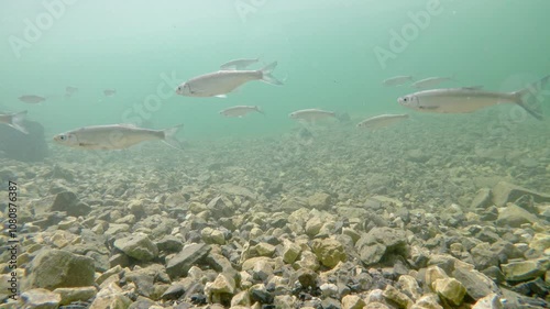 Freshwater fish Alburnos (Alburnus alburnus) under water in a reservoir, common carp and barbel.