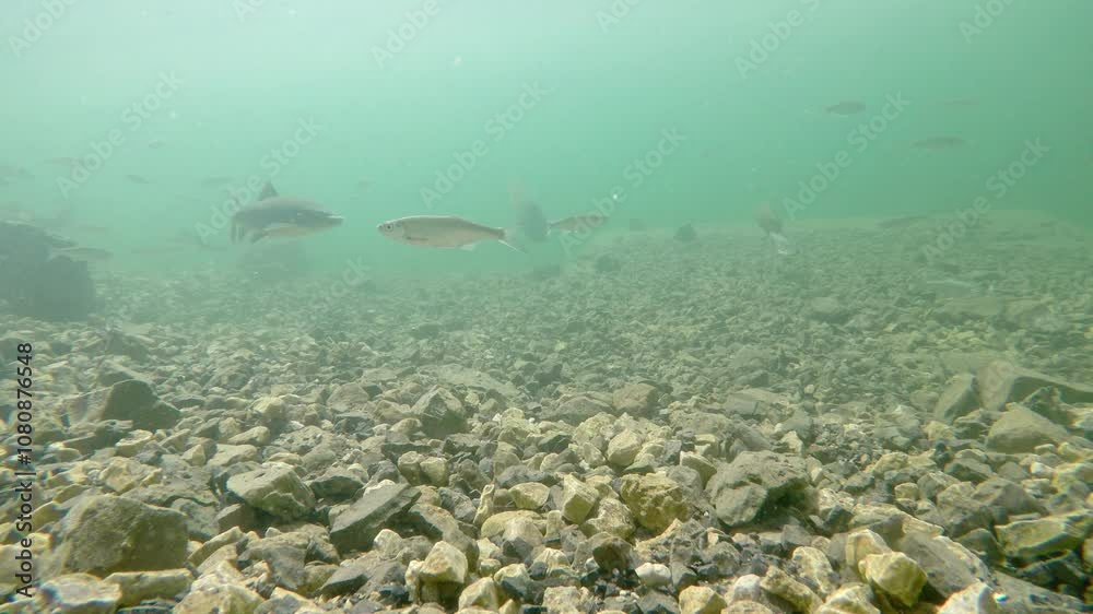 Freshwater fish Alburnos (Alburnus alburnus) under water in a reservoir attacked by a great crested grebe.