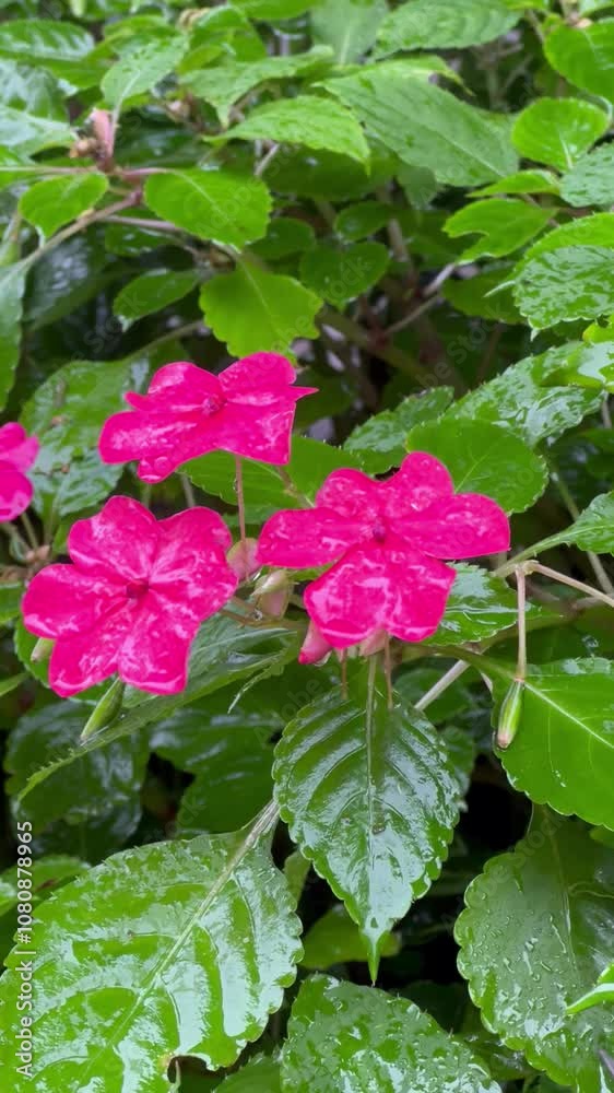 Flowers getting wet in the rain. nature themes. Flowers in the rain. the garden Flowers getting wet in the rain. nature themes. Flowers in the rain. the garden