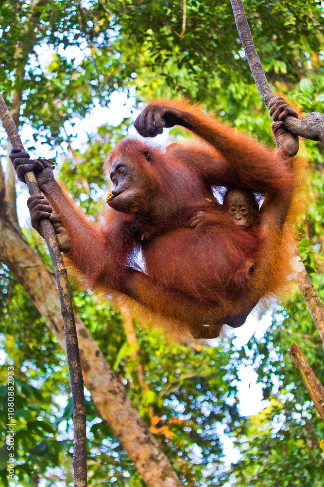 Obraz premium Orangutan, Pongo pygmaeus, Tanjung Puting National Park, Kalimantan, Borneo, Indonesia