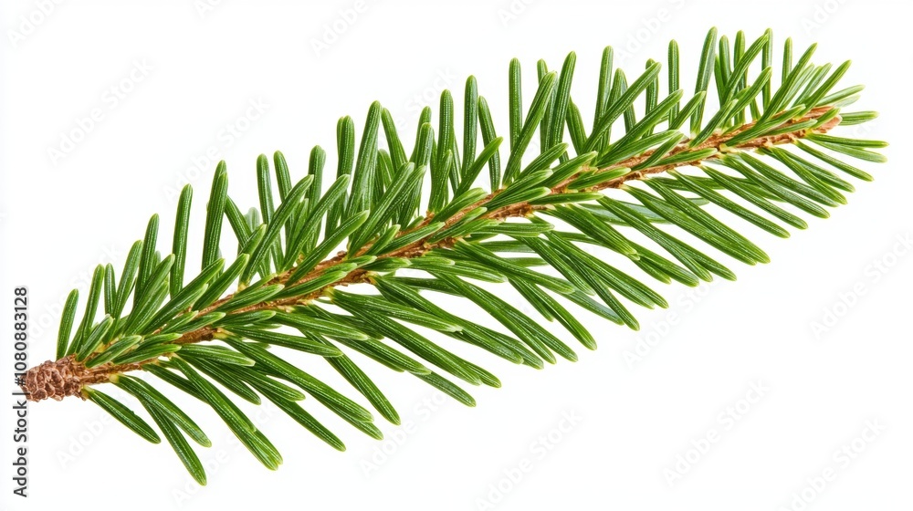 Close-Up Image of a Fresh Green Pine Branch with Detailed Needle Texture, Isolated on White Background for Nature and Botanical Themes Close-Up Image of a Fresh Green Pine Branch with Detailed Needle Texture, Isolated on White Background for Nature and Botanical Themes