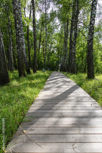 wooden path in the forest