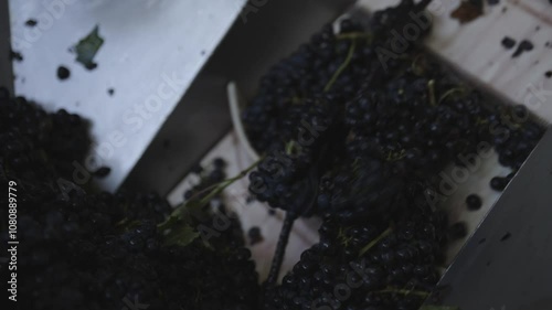 Winemaking, grape bunches on the conveyor
