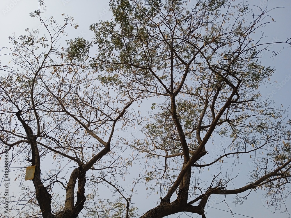 Seasonal background of leafless branches against sky, branches and sky background, luxury background, nature background, natural beauty Seasonal background of leafless branches against sky, branches and sky background, luxury background, nature background, natural beauty