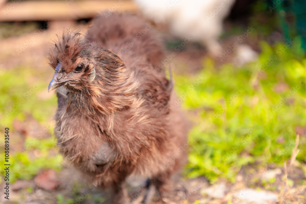 Close up of black chinese Silkie Brahma chickens head, walking at grass meadow. Sustainably Raised Chicken In Species-Appropriate Free-Range Husbandry Close up of black chinese Silkie Brahma chickens head, walking at grass meadow. Sustainably Raised Chicken In Species-Appropriate Free-Range Husbandry