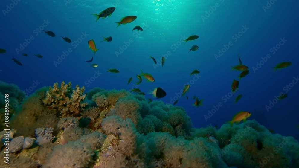 Close-up of bright orange tropical fish swim over beautiful coral reef on turquoise water background in backlight at sunrise, Slow motion of marine life on coral reef in morning sun light Close-up of bright orange tropical fish swim over beautiful coral reef on turquoise water background in backlight at sunrise, Slow motion of marine life on coral reef in morning sun light