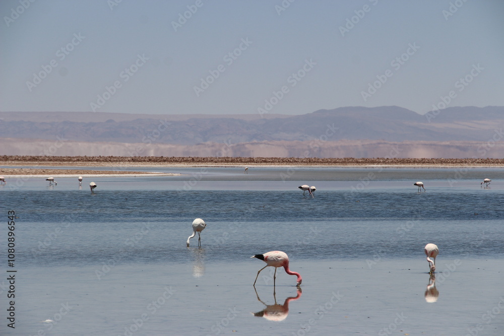 Fototapeta premium pink flamingo in Chile salt lake flat