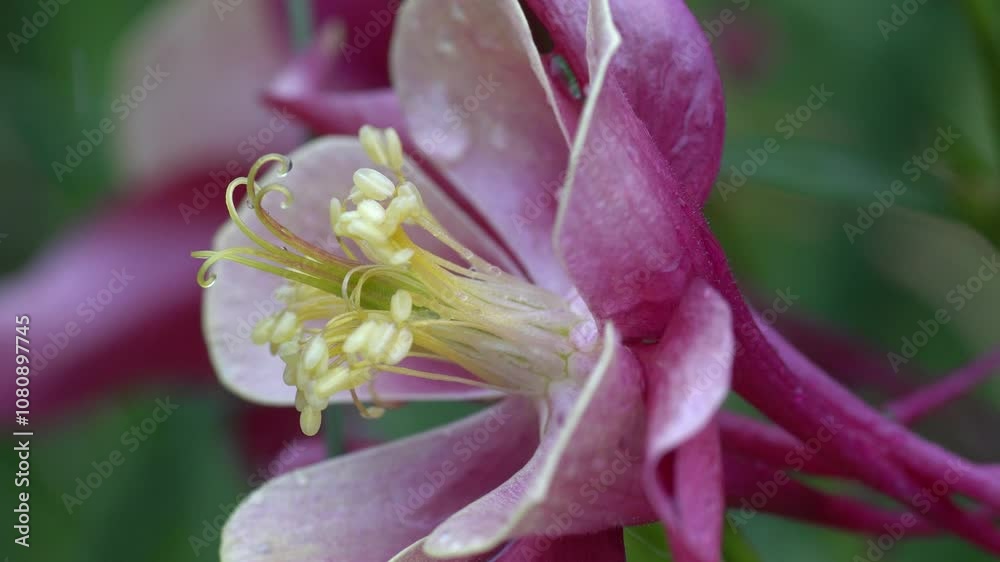 Close up of a pink columbine flower in the rain Close up of a pink columbine flower in the rain