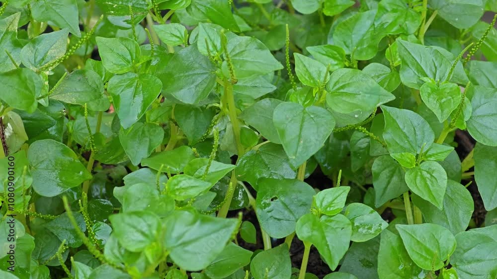 Peperomia translucens Trel. Piper pellucidum L.