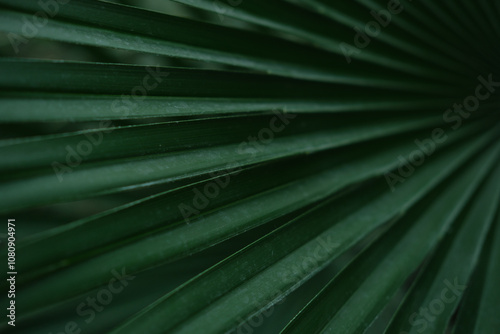 abstract palm leaf background