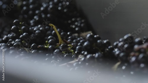 Winemaking, selected grape bunches