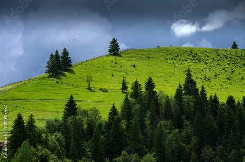 hill landscape with fir trees and green pasture and cows, sky with clouds