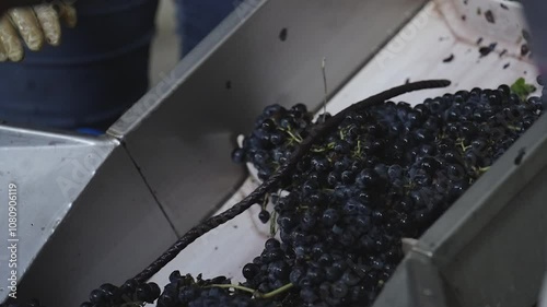 winemaking, grape bunches on the conveyor