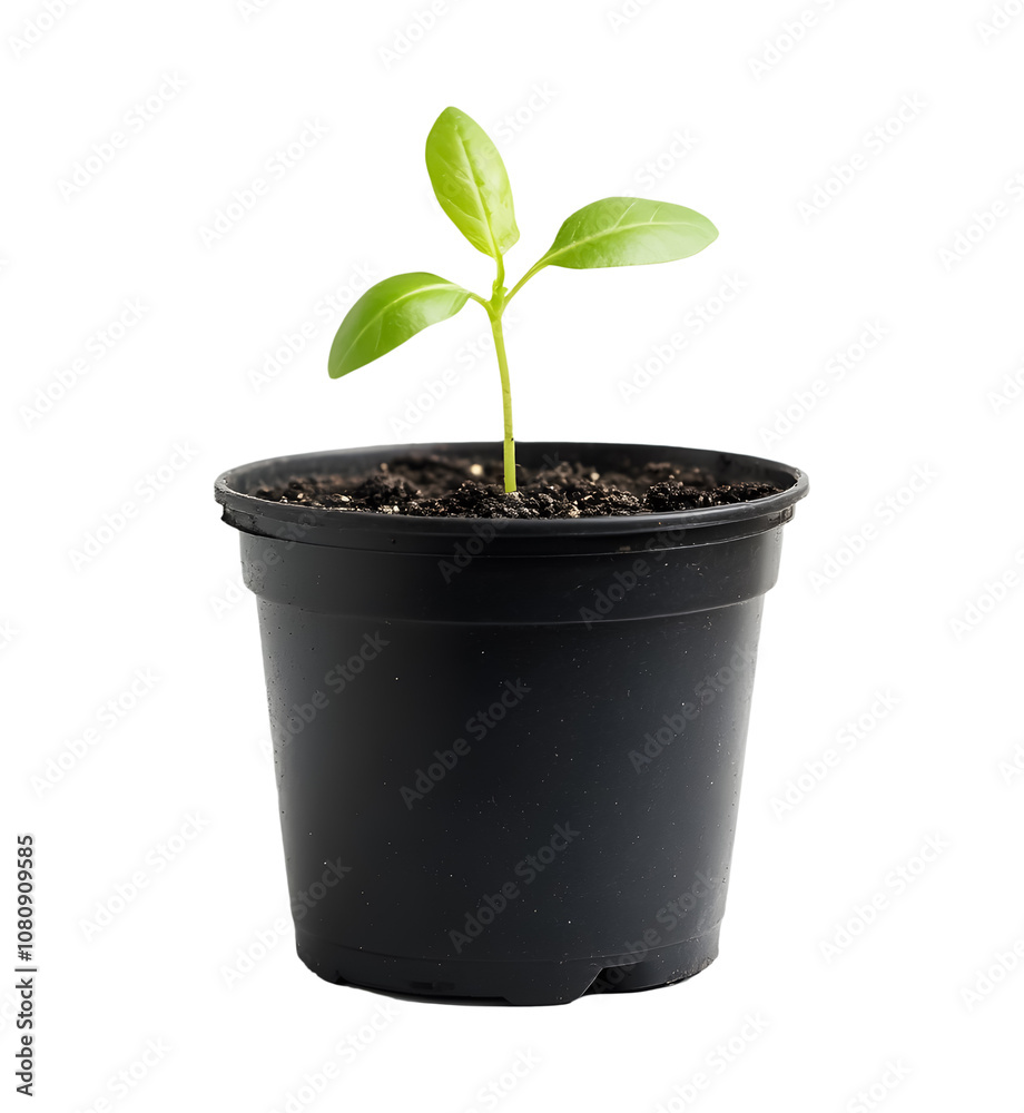 Seedling in a black pot on a white background. isolated background. Seedling in a black pot on a white background. isolated background.