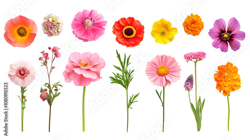 Selection of various beautiful flowers on a transparent background. isolated background.