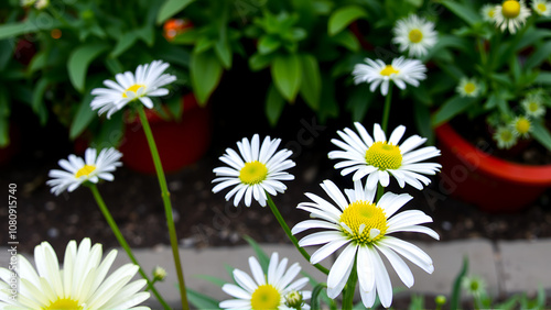 White and yellow hybrid 