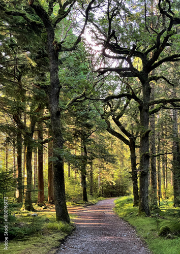 Weg durch lichtdurchfluteten verwunschenen Wald zum Torc Mountain im Killarney National Park, Irland