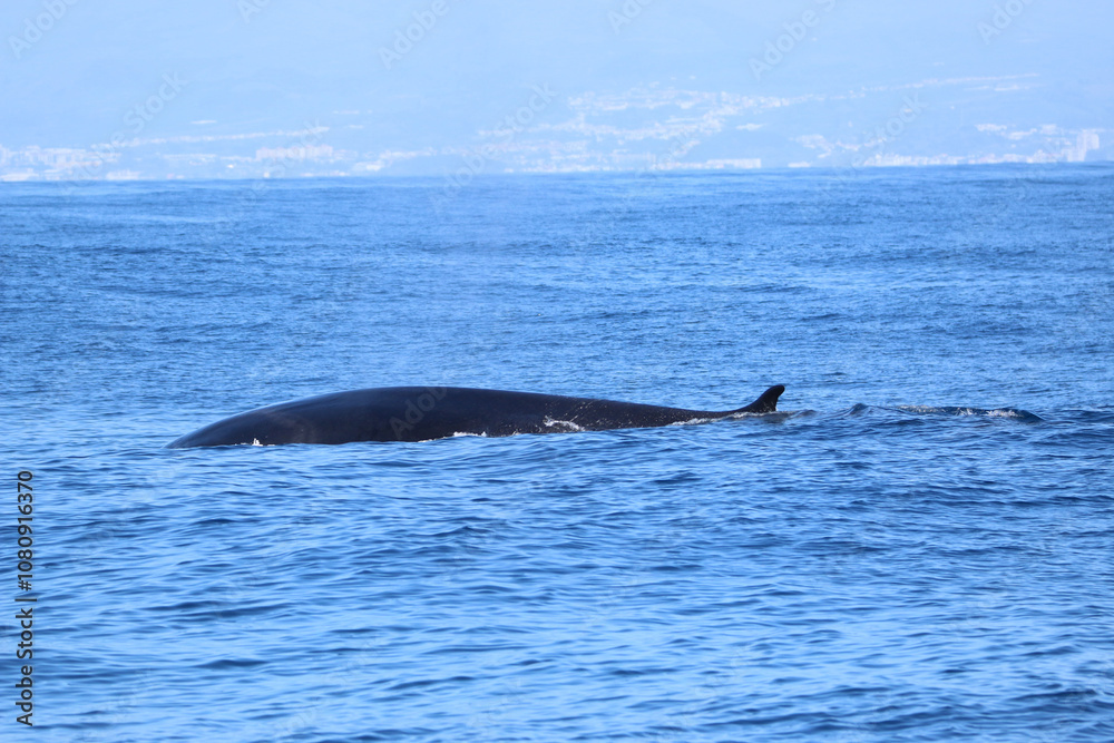 Fototapeta premium Humpback whale near Sao Miguel island coast