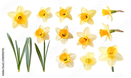 Set of beautiful yellow daffodils on a transparent background. isolated background.