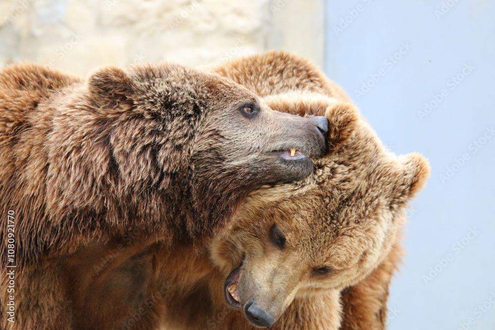 Obraz premium Two brown bears closeup heads while playing