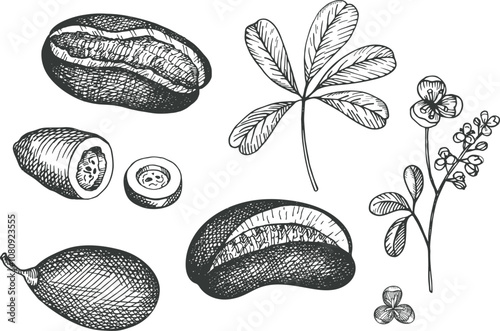 Vector set with engraved drawing of Acabia with fruits, seeds, branch, flowers. Hand drawn exotic Asian plant chocolate vine Akebia. Food, drink, ingredient. Design for label, sign, logo, wrapping 