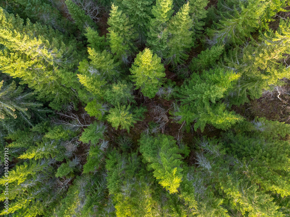 drone foto of trees drone foto of trees