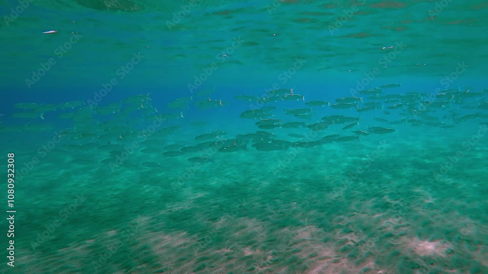 Large shoal of Mullet fish floats in turquoise water column under surface over sandy seabed in bright sunrays, Slow motion, school of Mullets, Mugilidae swims in the blue water column Large shoal of Mullet fish floats in turquoise water column under surface over sandy seabed in bright sunrays, Slow motion, school of Mullets, Mugilidae swims in the blue water column