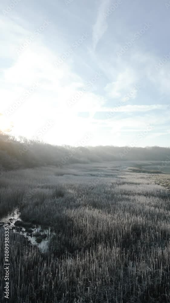 Foggy winter cold shot of grass land and grass in cold tone of colour bright sunlight with lens glair Foggy winter cold shot of grass land and grass in cold tone of colour bright sunlight with lens glair
